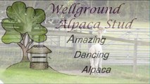 Amazing Dancing Alpaca - Strictly Come Dancing with Alpacas - Bratton's Got Talent.
