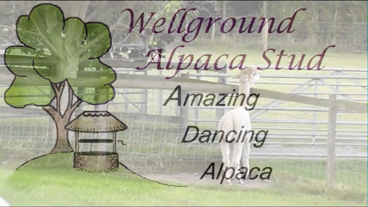 Amazing Dancing Alpaca - Strictly Come Dancing with Alpacas - Bratton's Got Talent.