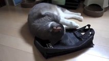 【モアクリ】 借りてきたネコ - Cat & Bag -