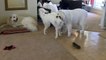 Lucy the Funny Great Pyrenees "Puppy Sitting" Hilarious