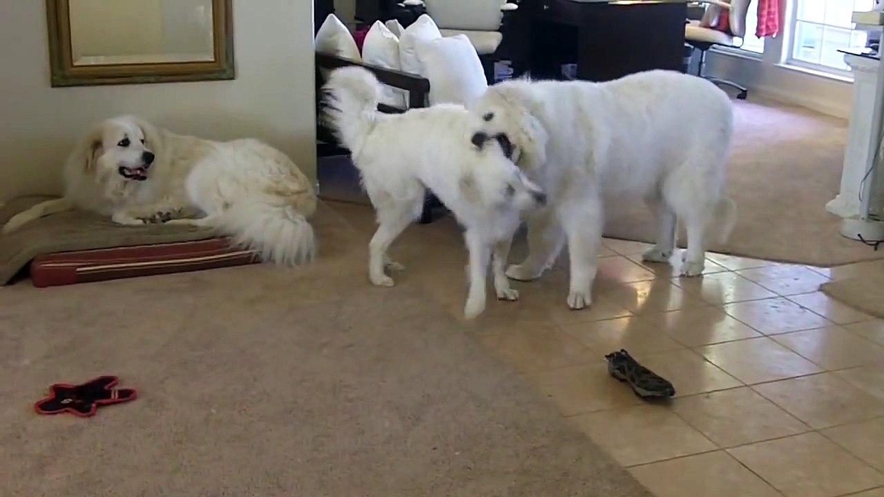 Lucy the Funny Great Pyrenees "Puppy Sitting" Hilarious