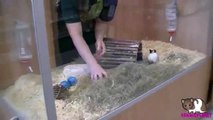 buying the guinea pigs at pets at home!