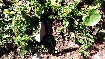 sameer saahil with friends to makra mountain