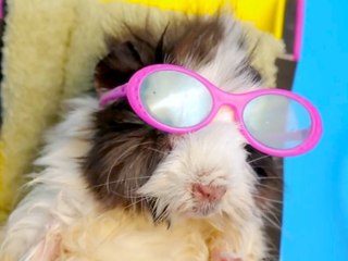 Tiny Hamster Celebrates 4th Of July with BBQ