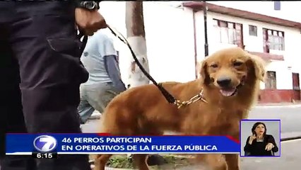 46 perros son aliados de la Policía en la lucha contra la delincuencia