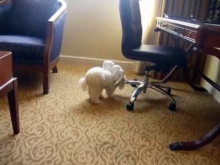 Blind Dog Muffin Bordeaux finding his way in new hotel room