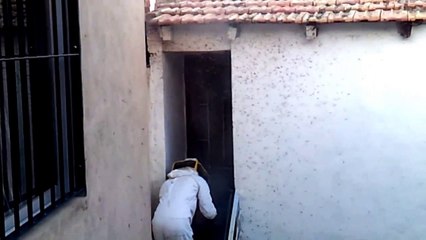 Avispas avispero en Murcia. Spain