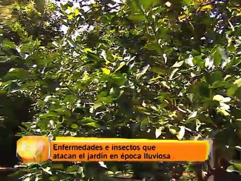 Enfermedades e insectos que atacan el jardín en época lluviosa
