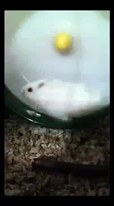 River Running [Funny Animal Videos]