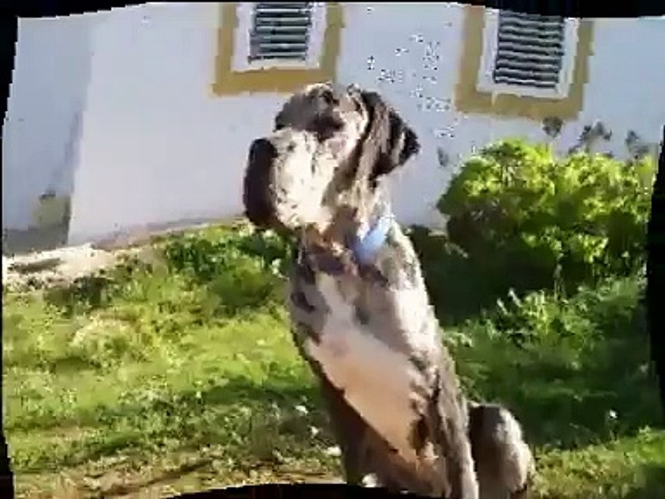 DOGO ALEMAN (BUMBA)