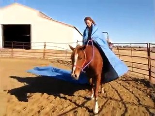 Shieks Syn "Brooke"  tarp video **** For up to date info please visit our website******