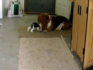 Miniature schnauzer playing tug O War