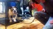 3 year old Bulldog with trust issues, Peter Caine Brooklyn Dog training, NYC dog training