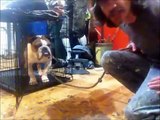 3 year old Bulldog with trust issues, Peter Caine Brooklyn Dog training, NYC dog training