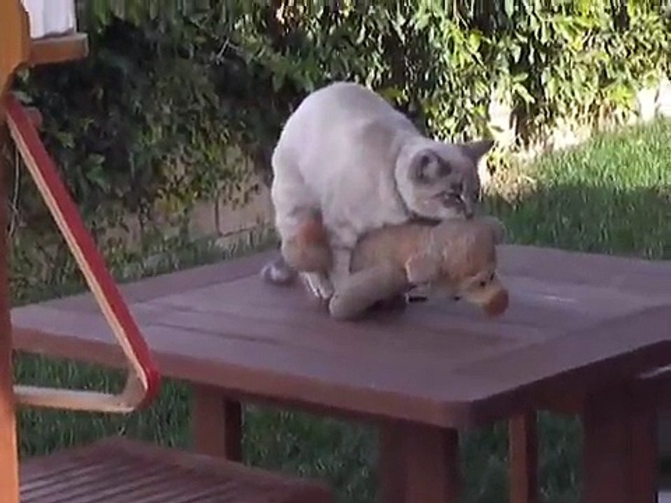 Cat Making Love To Tiger , Cat humping a stuff tigger