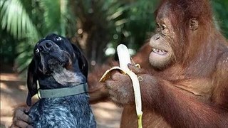 Animals are so funny when they eat - Funny and cute animal compilation