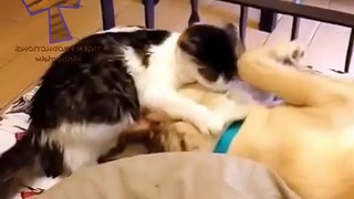 Cute animals waking each other up - Funny animal compilation