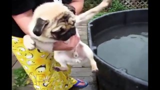 Funny Animal Videos   Overr 13 Minutes Of Hilarious And Cute Animal Moments