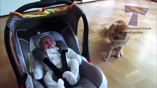 Cats and dogs react to babies   Cute animal & baby compilation