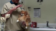 Pomeranian with bad wrists