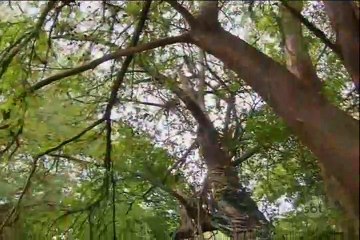 Assistir CORAÇÃO INDOMÁVEL 30-06-2015 Capítulo 92 Parte 4/4 Online Completo Íntegra 30/06/2015