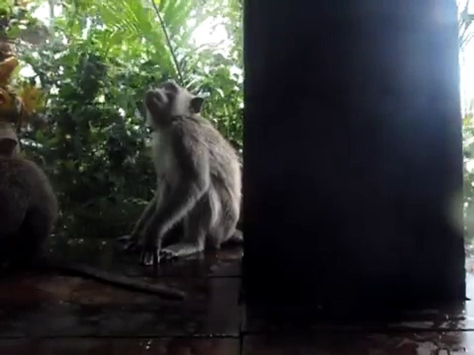 Monkey business Bvlgari style