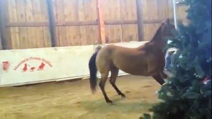 Colt Starting - Bad to Kick