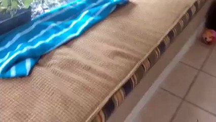 Baby mantis molting in new habit
