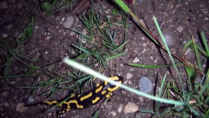 Local Amphibian Fauna in Northern Switzerland