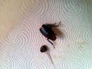 Headless cockroach