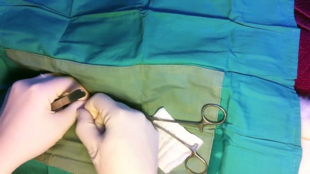 Rabbit Pre-scrotal Castration