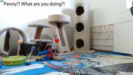 Looney Tunes Kittens - Penelope's escape