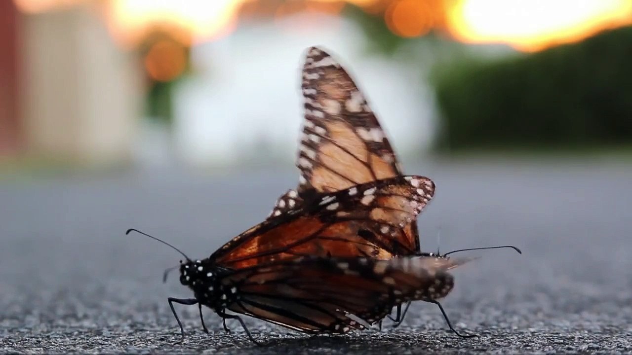 Butterfly Sex