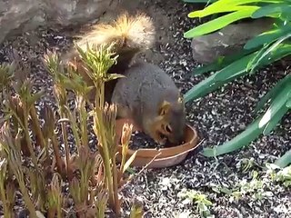 Baby squirrels in nest