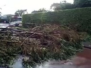18/12 - Chuva forte derruba árvore na QI 21 do Lago Sul