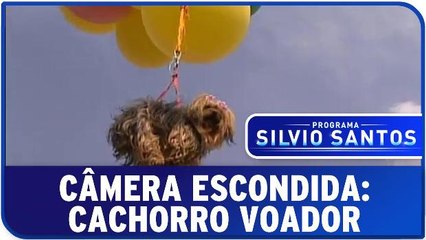 Câmera Escondda: Cachorro Voador