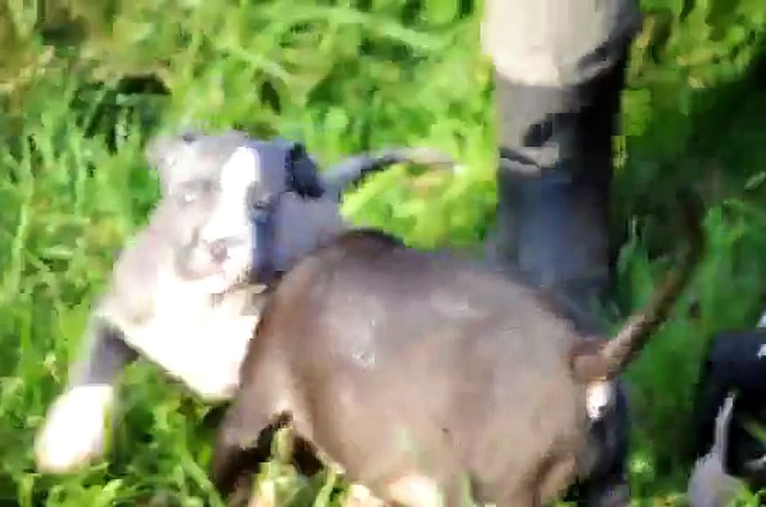 American Staffordshire Terrier Amstaff AST game nauka blue puppy szczeniaki pokerowyzywot.pl.avi