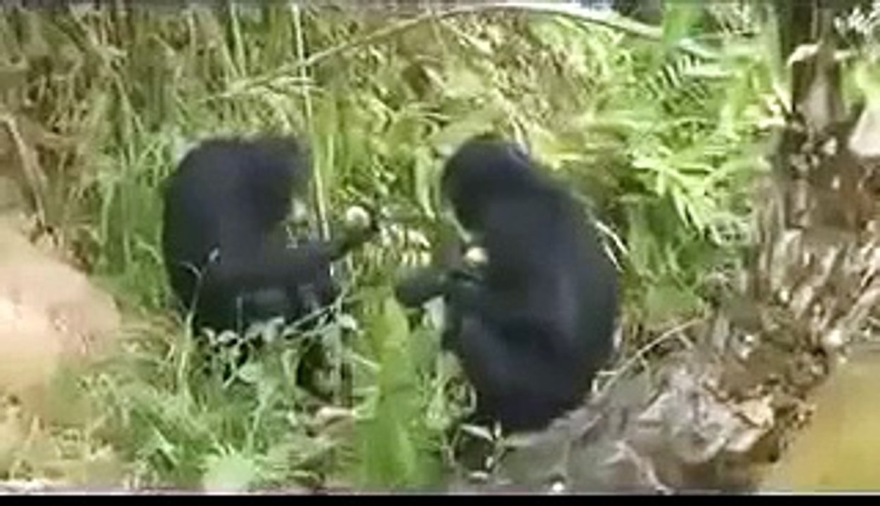 Lola ya Bonobo: the world's first bonobo release