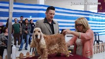 IX Campeonato Gallego de Peluquería Canina