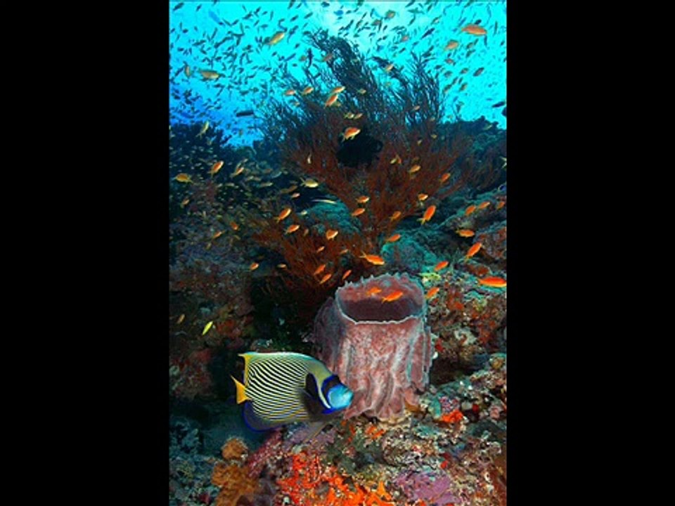 Amazing Sea Creatures