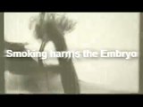 Smoking Harms The Embryo