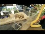 Puerto Rico Reptiles - Xtreme Dogs en Caguas