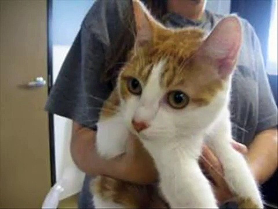 Loving Homes Needed