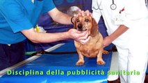 TgVet dei veterinari di Roma e Provincia