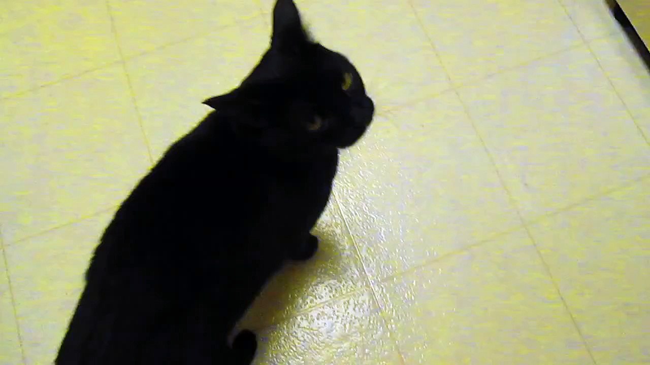 The Black Cat Likes To Meow