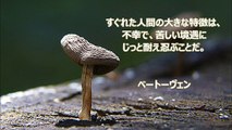 島田雄貴の格言動画「ベートーヴェン」～島田雄貴デザイン事務所