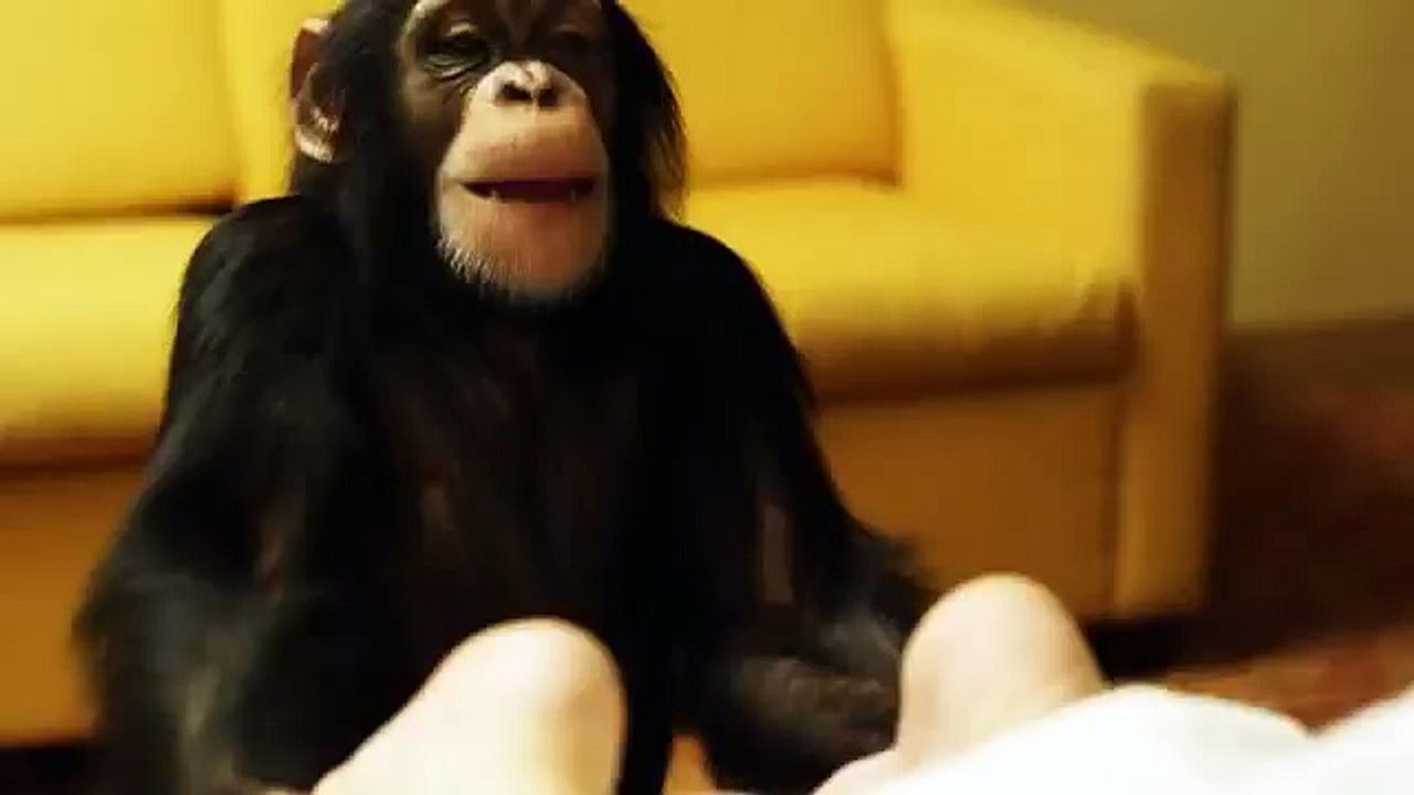 Mattress Monkey/ Funny Commercial