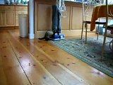 Two Ferrets playing with my Towl and Boots