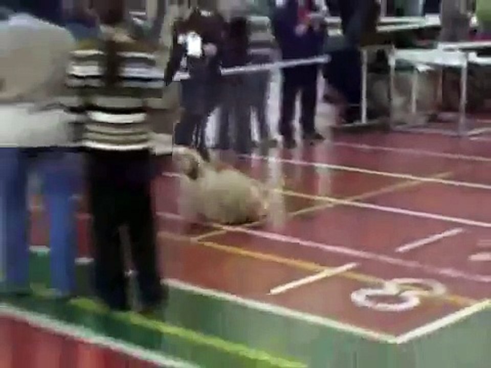 Dog show American cocker spaniel from Russia 4