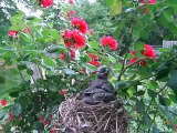 Baby Robins learning to fly